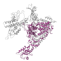 The deposited structure of PDB entry 4a3j contains 1 copy of Pfam domain PF04998 (RNA polymerase Rpb1, domain 5) in DNA-directed RNA polymerase II subunit RPB1. Showing 1 copy in chain A.