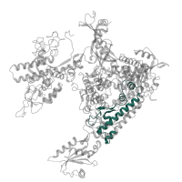 The deposited structure of PDB entry 4a3j contains 1 copy of Pfam domain PF05000 (RNA polymerase Rpb1, domain 4) in DNA-directed RNA polymerase II subunit RPB1. Showing 1 copy in chain A.