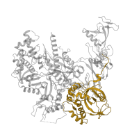 The deposited structure of PDB entry 4a3j contains 1 copy of CATH domain 2.40.270.10 (Dna-directed Rna Polymerase Ii 140kd Polypeptide; Chain: B; Domain 6) in DNA-directed RNA polymerase II subunit RPB2. Showing 1 copy in chain B.