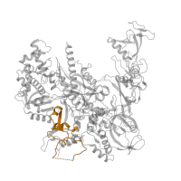 The deposited structure of PDB entry 4a3j contains 1 copy of Pfam domain PF04567 (RNA polymerase Rpb2, domain 5) in DNA-directed RNA polymerase II subunit RPB2. Showing 1 copy in chain B.