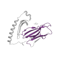 The deposited structure of PDB entry 4ah2 contains 1 copy of Pfam domain PF07654 (Immunoglobulin C1-set domain) in HLA class II histocompatibility antigen, DR alpha chain. Showing 1 copy in chain A.