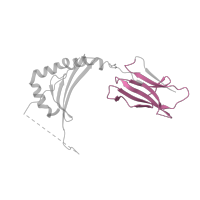 The deposited structure of PDB entry 4ah2 contains 1 copy of Pfam domain PF07654 (Immunoglobulin C1-set domain) in Class-II-associated invariant chain peptide. Showing 1 copy in chain B.