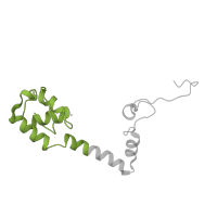 The deposited structure of PDB entry 4b3m contains 1 copy of CATH domain 1.10.8.50 (Helicase, Ruva Protein; domain 3) in Small ribosomal subunit protein uS13. Showing 1 copy in chain M.