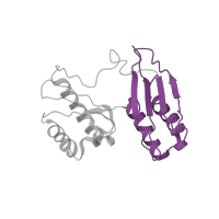 The deposited structure of PDB entry 4b3m contains 1 copy of CATH domain 3.30.1140.32 (Ribosomal protein S3 C-terminal domain) in Small ribosomal subunit protein uS3. Showing 1 copy in chain C.