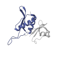 The deposited structure of PDB entry 4b3m contains 1 copy of CATH domain 3.30.1370.30 (Ribosomal Protein S8; Chain: A, domain 1) in Small ribosomal subunit protein uS8. Showing 1 copy in chain H.