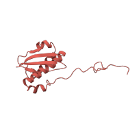 The deposited structure of PDB entry 4b3m contains 1 copy of CATH domain 3.30.230.10 (Ribosomal Protein S5; domain 2) in Small ribosomal subunit protein uS9. Showing 1 copy in chain I.