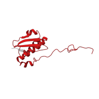 The deposited structure of PDB entry 4b3m contains 1 copy of Pfam domain PF00380 (Ribosomal protein S9/S16) in Small ribosomal subunit protein uS9. Showing 1 copy in chain I.