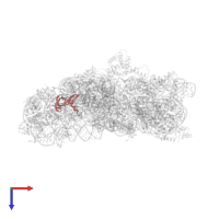 Small ribosomal subunit protein uS17 in PDB entry 4b3s, assembly 1, top view.