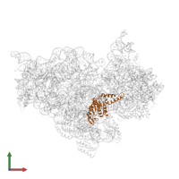 Small ribosomal subunit protein uS2 in PDB entry 4b3s, assembly 1, front view.