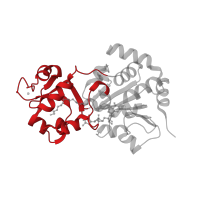 The deposited structure of PDB entry 4bn4 contains 1 copy of CATH domain 3.30.1600.10 (SIR2/SIRT2 'Small Domain') in NAD-dependent protein deacetylase sirtuin-3, mitochondrial. Showing 1 copy in chain A.
