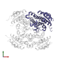 (3R)-3-hydroxyacyl-CoA dehydrogenase in PDB entry 4cqm, assembly 2, front view.