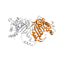 The deposited structure of PDB entry 4dp3 contains 2 copies of Pfam domain PF00303 (Thymidylate synthase) in Bifunctional dihydrofolate reductase-thymidylate synthase. Showing 1 copy in chain A.