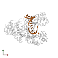 DNA (5'-D(*TP*CP*AP*CP*GP*AP*GP*TP*CP*CP*TP*GP*TP*AP*GP*CP*C)-3') in PDB entry 4dsk, assembly 1, front view.