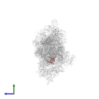 Small ribosomal subunit protein uS17 in PDB entry 4duz, assembly 1, side view.