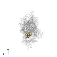 Small ribosomal subunit protein uS7 in PDB entry 4dv0, assembly 1, side view.