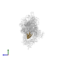 Small ribosomal subunit protein uS7 in PDB entry 4dv3, assembly 1, side view.