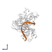 DNA (5'-D(*CP*AP*TP*TP*AP*TP*GP*AP*CP*GP*CP*T)-3') in PDB entry 4ecv, assembly 1, side view.