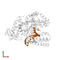 DNA (5'-D(*GP*AP*CP*CP*AP*CP*GP*GP*CP*GP*CP*(0R8))-3') in PDB entry 4elv, assembly 1, front view.