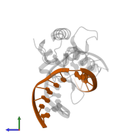 DNA (5'-D(*GP*CP*CP*AP*TP*GP*(BZG)P*CP*TP*AP*GP*TP*A)-3') in PDB entry 4enm, assembly 1, side view.