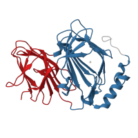 The deposited structure of PDB entry 4ewd contains 2 copies of CATH domain 2.60.120.10 (Jelly Rolls) in Pirin. Showing 2 copies in chain A.