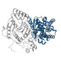 The deposited structure of PDB entry 4eyw contains 2 copies of CATH domain 3.30.559.10 (Chloramphenicol Acetyltransferase) in Carnitine O-palmitoyltransferase 2, mitochondrial. Showing 1 copy in chain B.