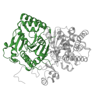 The deposited structure of PDB entry 4eyw contains 2 copies of CATH domain 3.30.559.70 (Chloramphenicol Acetyltransferase) in Carnitine O-palmitoyltransferase 2, mitochondrial. Showing 1 copy in chain B.