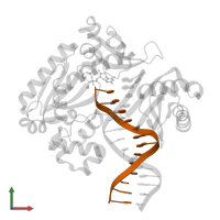 DNA (5'-D(*GP*GP*CP*AP*CP*TP*GP*AP*TP*CP*GP*GP*C)-3') in PDB entry 4f4w, assembly 1, front view.