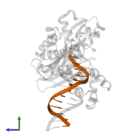 DNA (5'-D(*GP*GP*CP*AP*CP*TP*GP*AP*TP*CP*GP*GP*C)-3') in PDB entry 4f4w, assembly 1, side view.