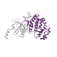The deposited structure of PDB entry 4f6w contains 1 copy of CATH domain 1.10.510.10 (Transferase(Phosphotransferase); domain 1) in Cyclin-dependent kinase 8. Showing 1 copy in chain A.