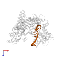 Primer strand in PDB entry 4flt, assembly 1, top view.