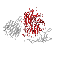 The deposited structure of PDB entry 4fow contains 1 copy of CATH domain 2.120.10.10 (Neuraminidase) in Sialidase B. Showing 1 copy in chain A.