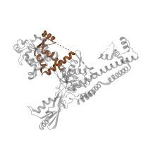 The deposited structure of PDB entry 4g0u contains 2 copies of Pfam domain PF16898 (C-terminal associated domain of TOPRIM) in DNA topoisomerase 2-beta. Showing 1 copy in chain B.