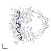 DNA (5'-D(P*TP*GP*CP*AP*GP*CP*TP*CP*GP*GP*CP*T)-3') in PDB entry 4g0v, assembly 1, front view.