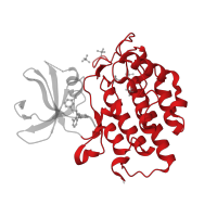 The deposited structure of PDB entry 4hni contains 2 copies of CATH domain 1.10.510.10 (Transferase(Phosphotransferase); domain 1) in Casein kinase I isoform epsilon. Showing 1 copy in chain A.