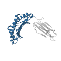 The deposited structure of PDB entry 4hx1 contains 1 copy of CATH domain 3.30.500.10 (Murine Class I Major Histocompatibility Complex, H2-DB; Chain A, domain 1) in HLA class I histocompatibility antigen, A alpha chain. Showing 1 copy in chain A.