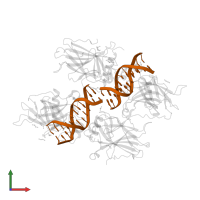 DNA (5'-D(*CP*GP*GP*GP*CP*AP*TP*GP*CP*CP*CP*G)-3') in PDB entry 4ibu, assembly 1, front view.