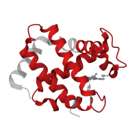 The deposited structure of PDB entry 4ij2 contains 2 copies of Pfam domain PF00042 (Globin) in Hemoglobin subunit alpha. Showing 1 copy in chain A.