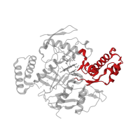 The deposited structure of PDB entry 4imu contains 2 copies of CATH domain 3.90.1230.10 (Bovine Endothelial Nitric Oxide Synthase Heme Domain; Chain: A,domain 3) in Nitric oxide synthase 1. Showing 1 copy in chain B.