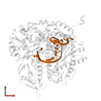 DNA (5'-D(*TP*CP*GP*AP*GP*TP*AP*AP*GP*CP*AP*GP*TP*CP*CP*GP*CP*G)-3') in PDB entry 4j2a, assembly 1, front view.