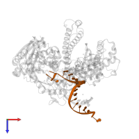 DNA (5'-D(*TP*CP*GP*AP*GP*TP*AP*AP*GP*CP*AP*GP*TP*CP*CP*GP*CP*G)-3') in PDB entry 4j2a, assembly 1, top view.