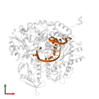 DNA (5'-D(*TP*CP*GP*TP*AP*TP*AP*AP*GP*CP*AP*GP*TP*CP*CP*GP*CP*G)-3') in PDB entry 4j2b, assembly 1, front view.