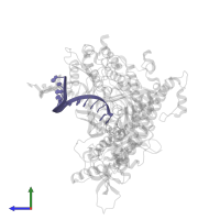 DNA (5'-D(*GP*CP*GP*GP*AP*CP*TP*GP*CP*TP*TP*AP*T)-3') in PDB entry 4j2b, assembly 1, side view.