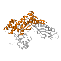 The deposited structure of PDB entry 4j9m contains 1 copy of Pfam domain PF00817 (impB/mucB/samB family) in DNA polymerase eta. Showing 1 copy in chain A.