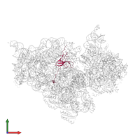 Small ribosomal subunit protein uS12 in PDB entry 4ji3, assembly 1, front view.