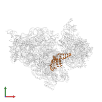 Small ribosomal subunit protein uS2 in PDB entry 4ji3, assembly 1, front view.