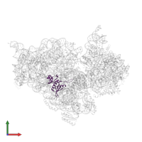 Small ribosomal subunit protein uS8 in PDB entry 4ji3, assembly 1, front view.