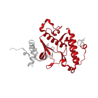 The deposited structure of PDB entry 4jin contains 1 copy of Pfam domain PF01163 (RIO1 family) in RIO-type serine/threonine-protein kinase Rio1. Showing 1 copy in chain A.