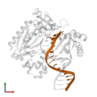 DNA (5'-D(P*CP*(KAG)P*GP*AP*AP*TP*CP*CP*TP*TP*CP*CP*CP*CP*C)-3') in PDB entry 4juz, assembly 1, front view.