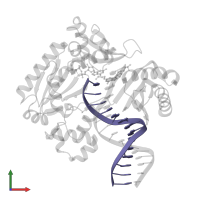 DNA (5'-D(*GP*GP*GP*GP*GP*AP*AP*GP*GP*AP*TP*TP*CP*C)-3') in PDB entry 4juz, assembly 1, front view.