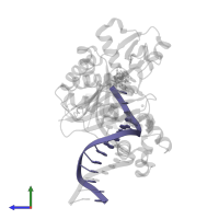 DNA (5'-D(*GP*GP*GP*GP*GP*AP*AP*GP*GP*AP*TP*TP*CP*C)-3') in PDB entry 4juz, assembly 1, side view.